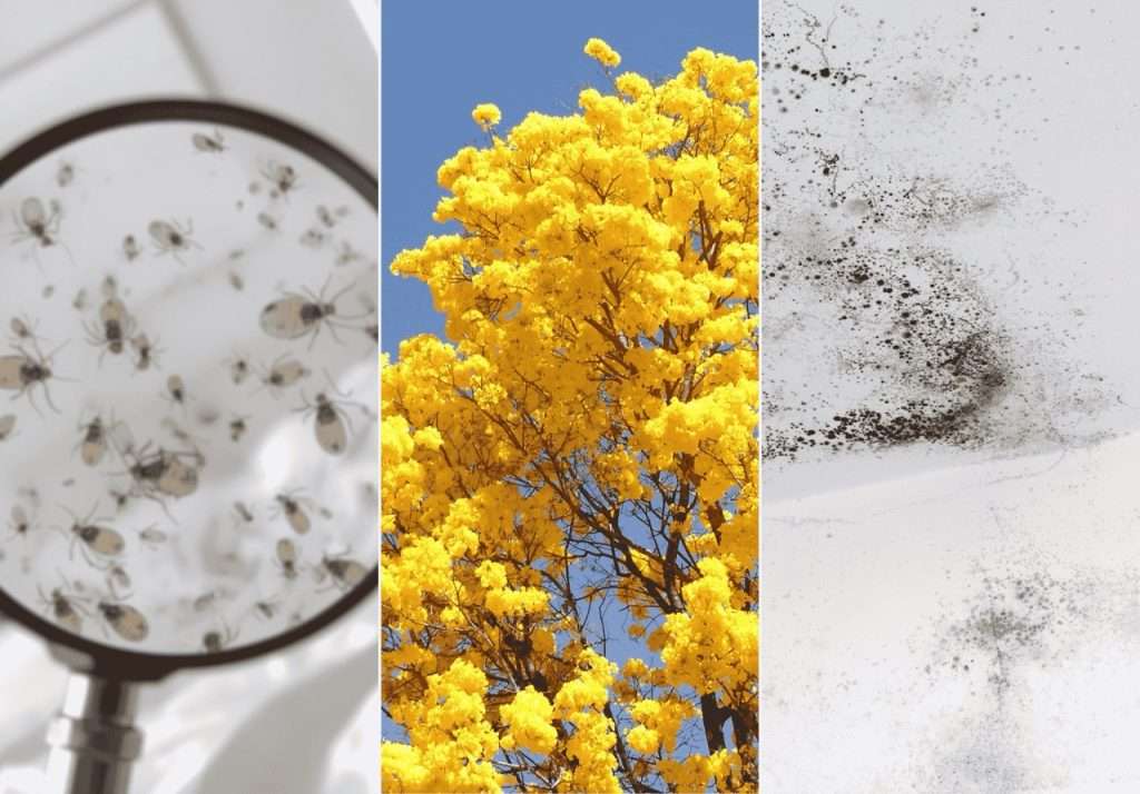 Guia para se blindar contra os principais alérgenos na primavera 1 Artigo Guia para se blindar das alergias na primavera Grande